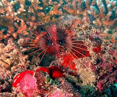 Velidhu - 2013_03_11 - IMG_0512rf_Laffe cornu ou poisson diale ou pterois a antennes - Pterois antennata_Kuda giri_Plongee